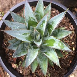 🌵 DROUGHT TOLERANT PLANTS- LOW-WATER BEAUTY THAT LASTS! 🌿