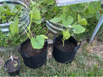 Organic Oregon Snap Peas