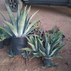 Agave Plant $$