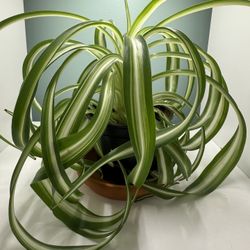 Bonnie curly spider plant 