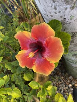 Large flower pot 🌺