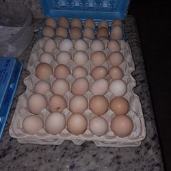 Fresh Daily Eggs  
