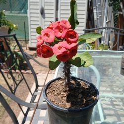 Corona De Cristo