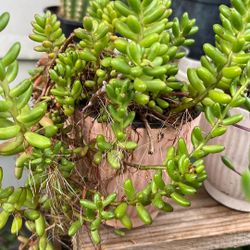 Succulents Planta