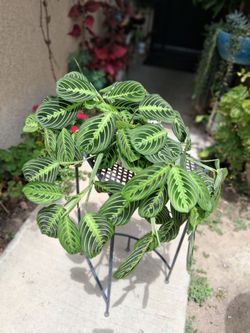 Lemon Lime Maranta Prayer Plant $35