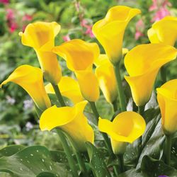 Yellow Cala Lily