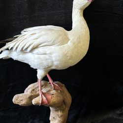 Taxidermy White Goose 