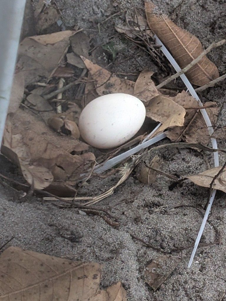 Egg Chicken,