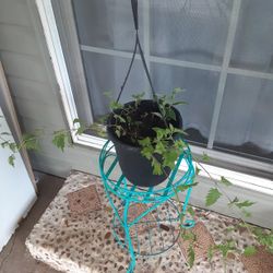 Hanging Mix Plants