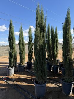 Italian Cypress 8 Ft Tall