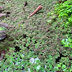 Azolla (Fairy Moss) - Freshwater Floating Aquatic Plant - Aquascape Planted Aquarium Floater Plant For Fish Tanks 