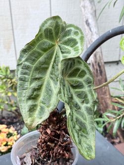 Anthurium Selby’s silver