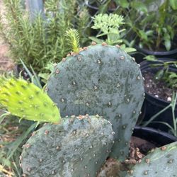 Nooapales del k se come  y da tunas 10  dolares