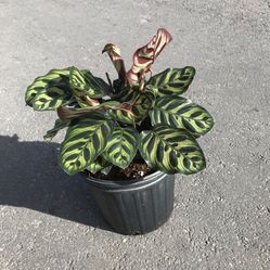 Calathea Makoyana - 3gl
