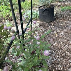 Organic Medicinal Plants and Fruit Trees for Sale