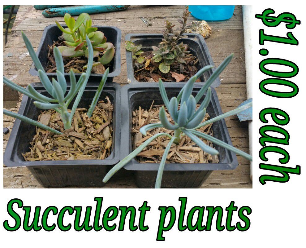 Succulent plants