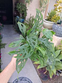 Monstera Swiss Cheese Plant $18