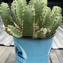 Cactus Plant Moroccan Mound