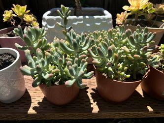 Jelly Bean Plants