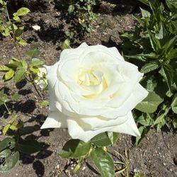 Blooming White Rose Bush Absolutely Gorgeous 