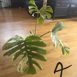 Monstera Albo Cuttings