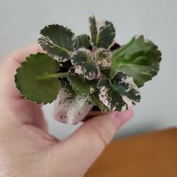 Purple Heavily Variegated Semimini African Violet Starter Plant With Double Fuchia Flowers 