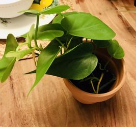 philodendron the power plant with pot 🌱 💪🏽 perfect starter plant
