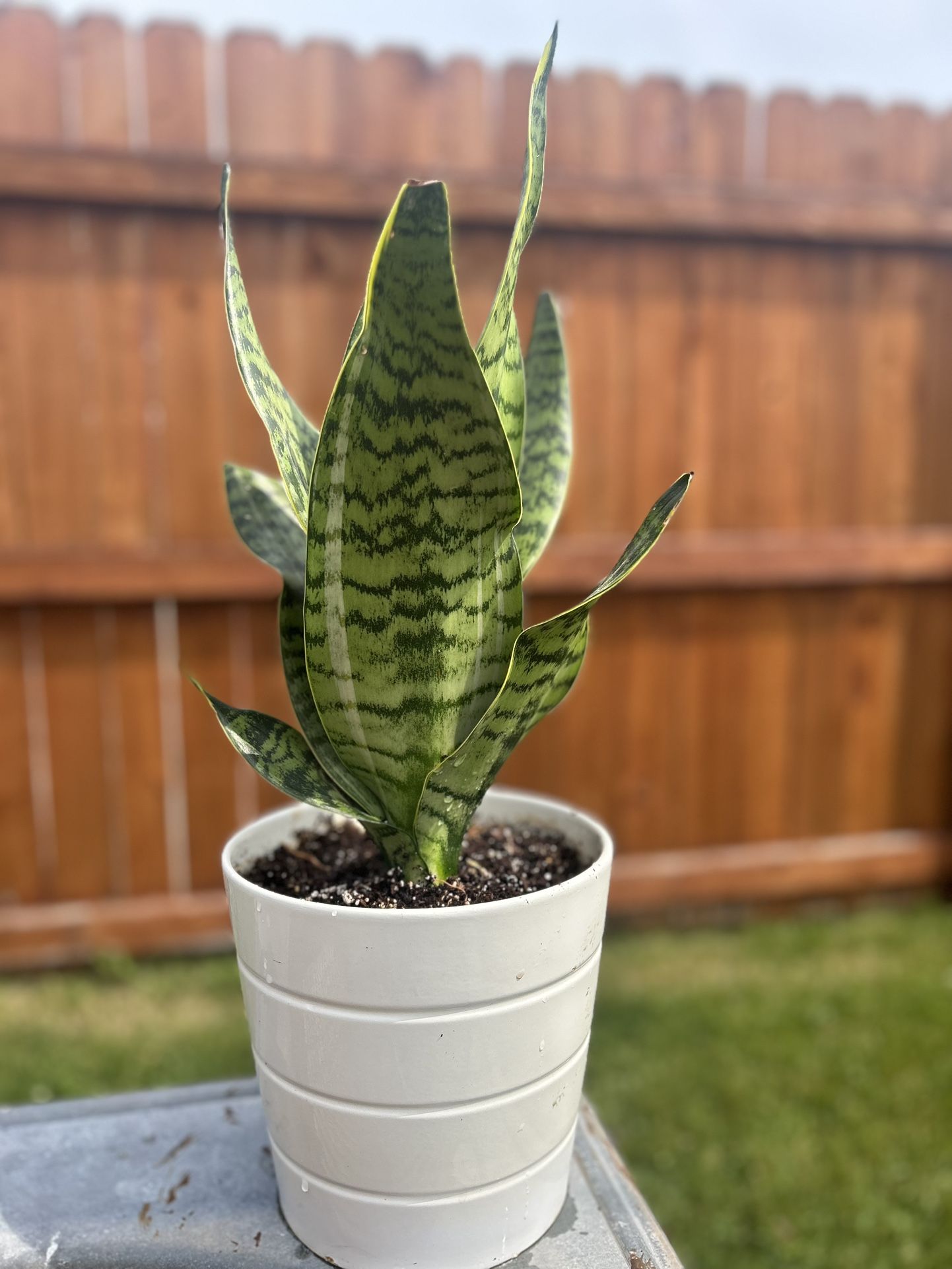 Snake Plant