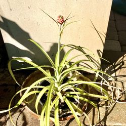 Ornamental Pineapple 