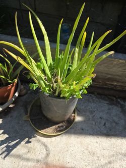 Aloe Vera Savila