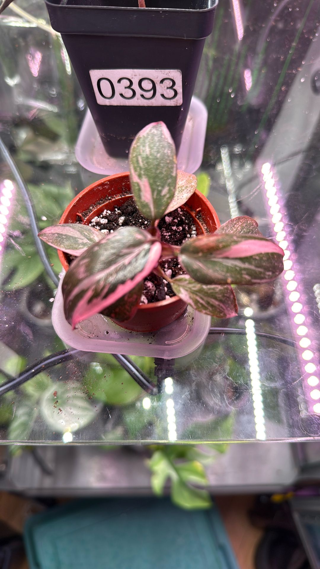 Philodendron Pink Princess plant
