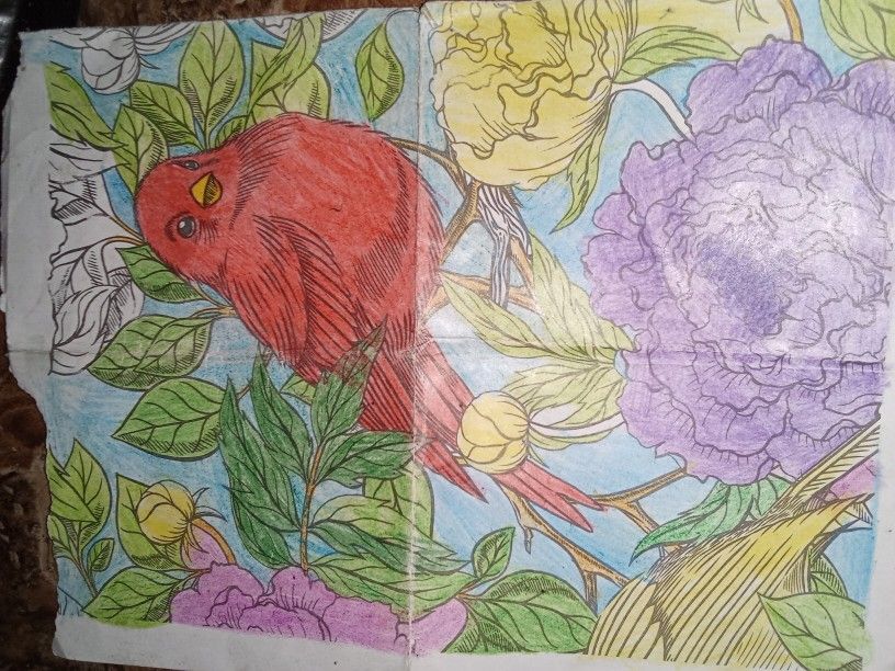 Red Bird Coloring