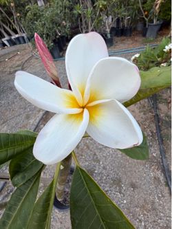 Scentsational (5 gal )Jungle Jack (Jazmine fragrance)