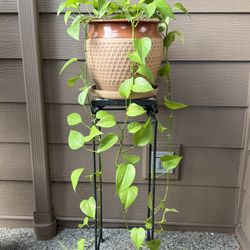 Real Long Trailing Neon Pothos House Plant in a Ceramic Planter Pot with Drainage