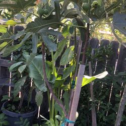 White Figs 