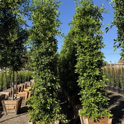 Ficus Nitida Indian Laurel Hedge