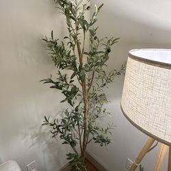 Olive Tree