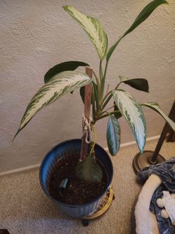Evergreen plant