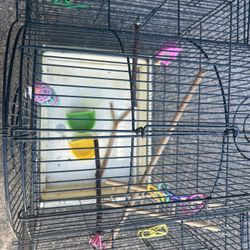 Bird Cage 