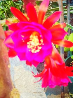 Orchid Catus  Cuttings for sale $8.00 each