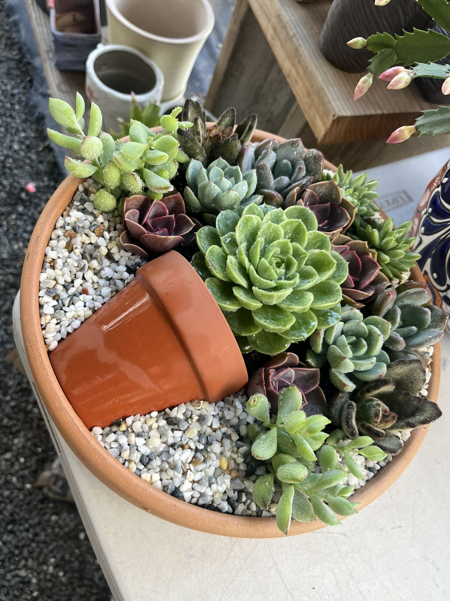 Succulent Arrangements $35 Each 