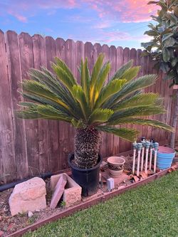 Palm Tree