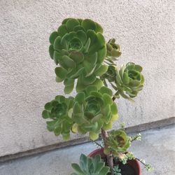 Beautiful Aeonium Plant & Pot