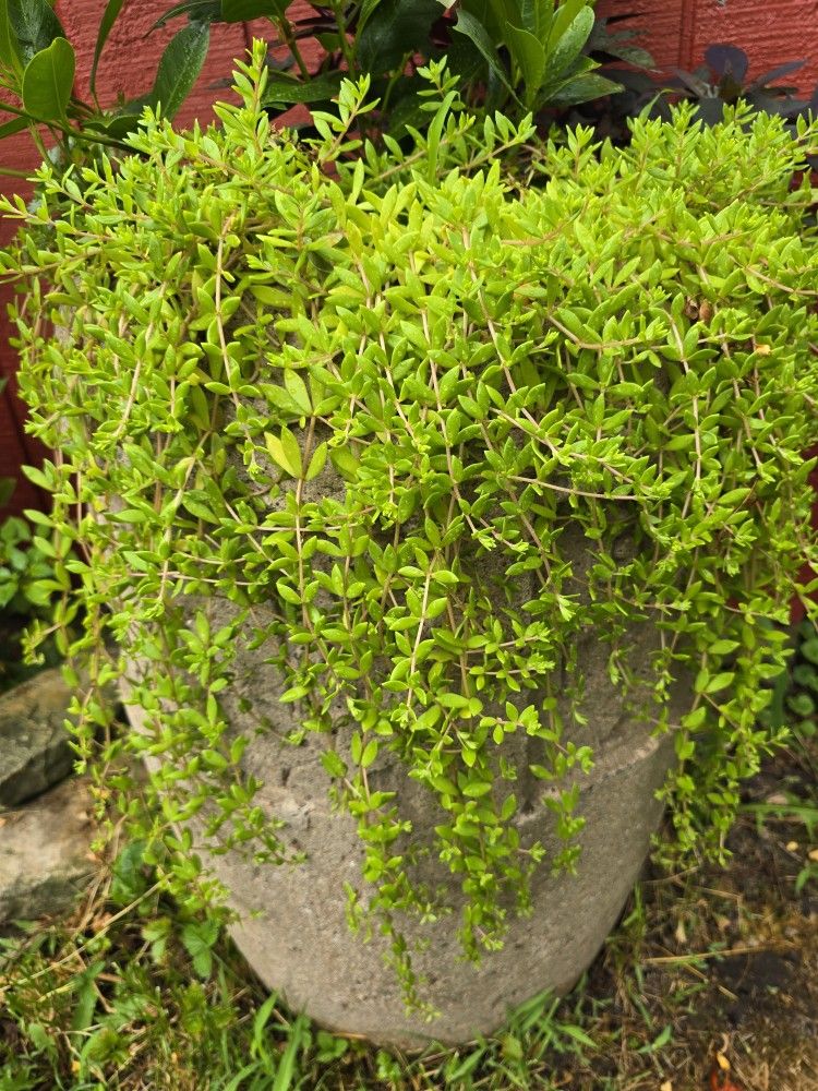 FREE Gold Moss Stone Crop Sedum . Pick-up In Aurora.