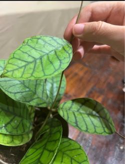 Hoya Callysthophila cutting Long Leave