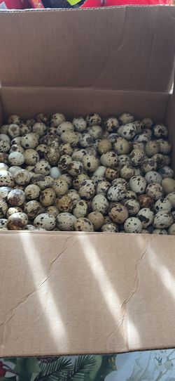 Guevos de godornis