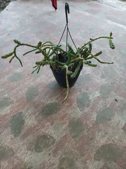 cactus😍