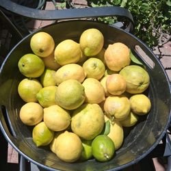 Limones Grandes Amarillos.5 X1.00