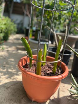Dragon fruit plant in a pot (excludes trellis)