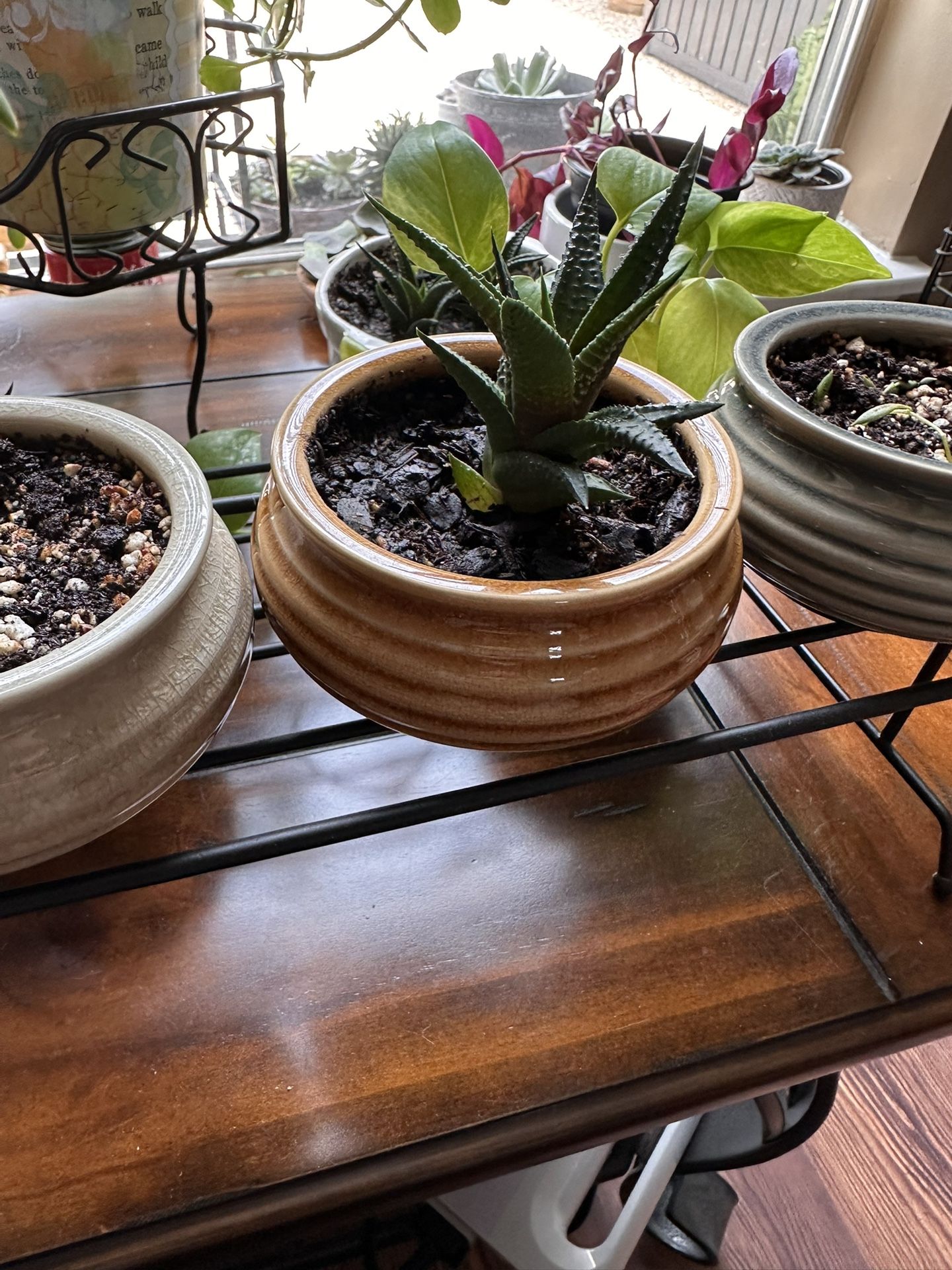 Succulents